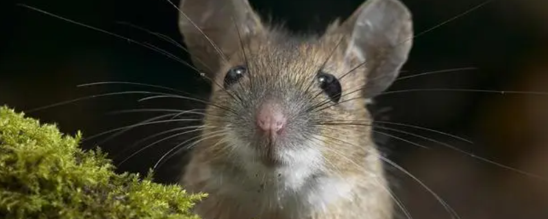 四海为家不孤单解一生肖