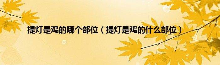 提灯是鸡的哪个部位(提灯是鸡的什么部位)